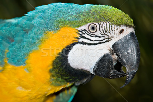 Stock photo: macaw