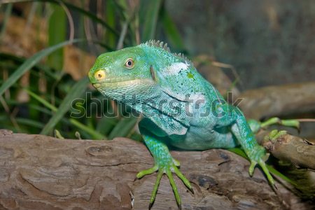 green iguanas Stock photo © clearviewstock
