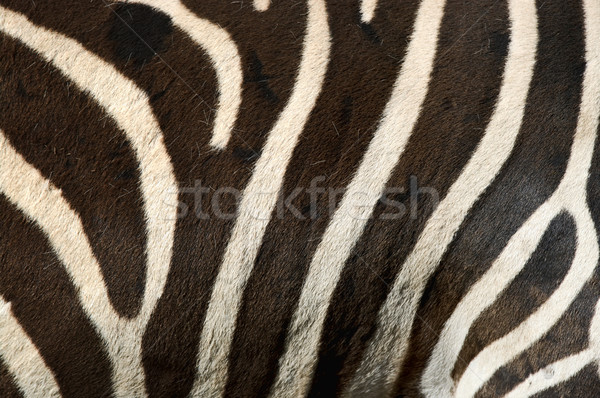 zebra stripes Stock photo © clearviewstock