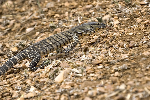 lace monitor Stock photo © clearviewstock