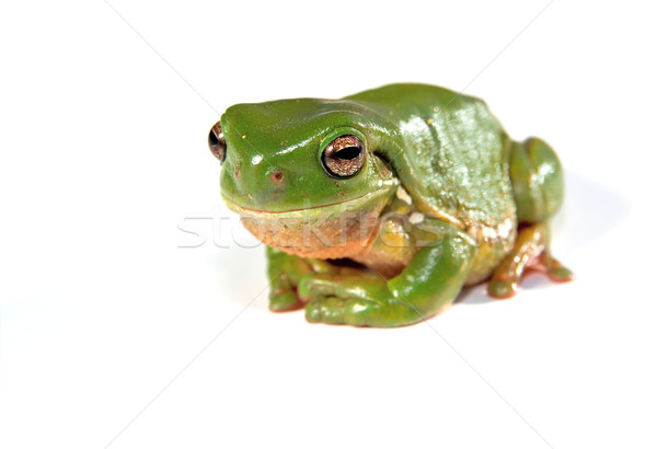 green tree frog on white background Stock photo © clearviewstock
