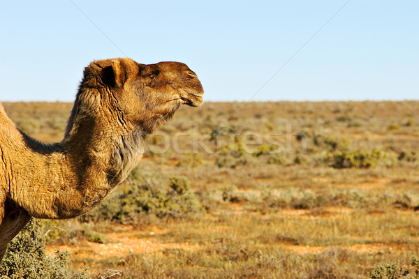 camels Stock photo © clearviewstock