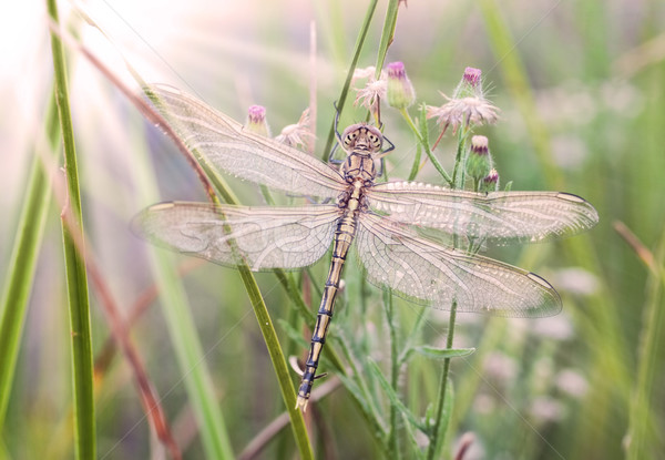 Dragonfly czeka słońce nowo ciepły Zdjęcia stock © clearviewstock