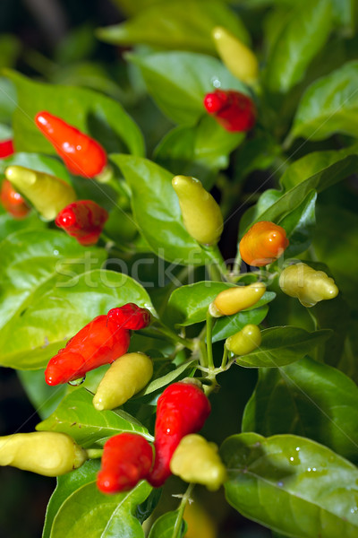 chillis on a bush Stock photo © clearviewstock