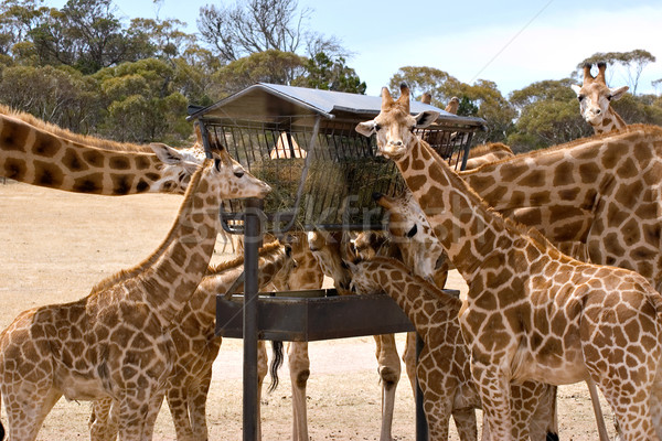 giraffes feeding Stock photo © clearviewstock