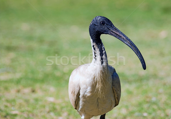 australian ibis Stock photo © clearviewstock