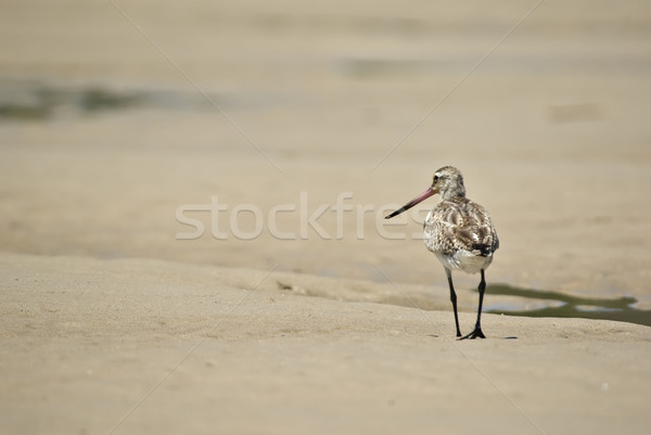 Caminata lejos arena gaitero estrecho Foto stock © clearviewstock
