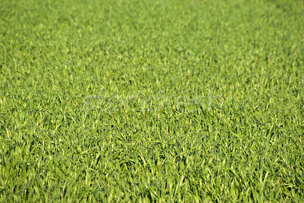 green grass Stock photo © clearviewstock