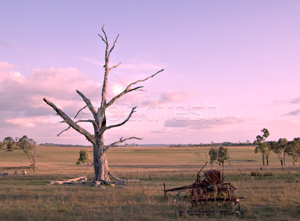 Fine giorno vecchio pezzo macchine albero morto Foto d'archivio © clearviewstock