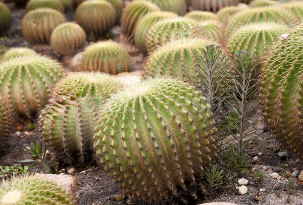 cacti plants Stock photo © clearviewstock