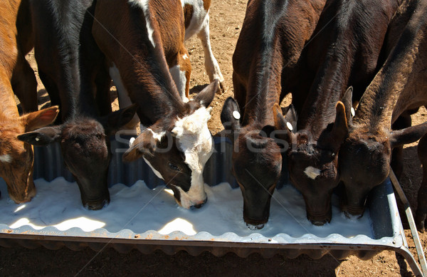calves drinking milk Stock photo © clearviewstock