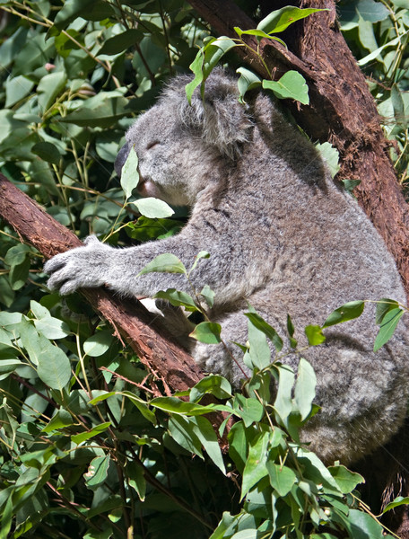 ストックフォト: オーストラリア人 · コアラ · 画像 · ガム · ツリー