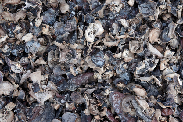 mushrooms drying in the sun Stock photo © clearviewstock