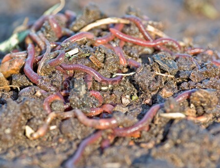 worms in the garden dirt Stock photo © clearviewstock