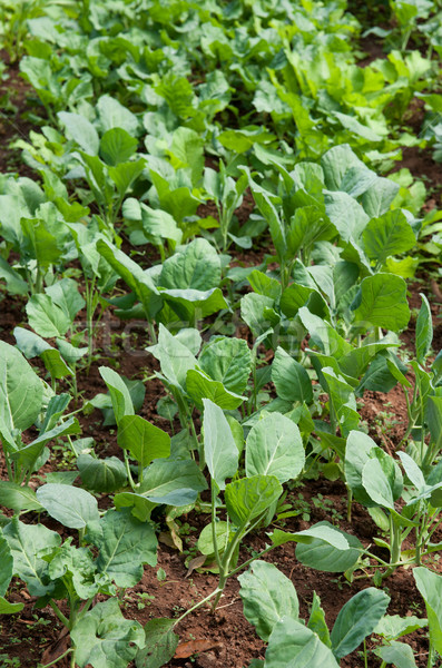 Stock photo: organic vegetables growing