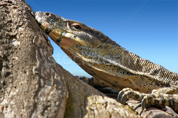 lace monitor Stock photo © clearviewstock