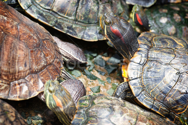 überfüllt zusammen Pagode Vietnam Menge Tiere Stock foto © clearviewstock