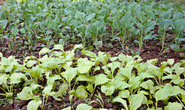 organic vegetables growing Stock photo © clearviewstock