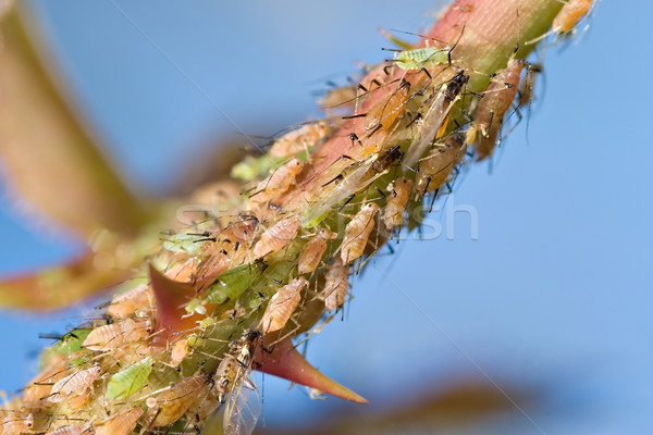 aphids Stock photo © clearviewstock