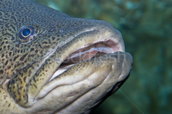 big fish Stock photo © clearviewstock