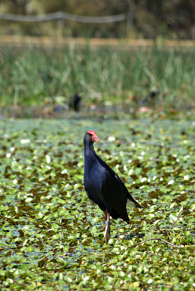water hen in wetlands Stock photo © clearviewstock