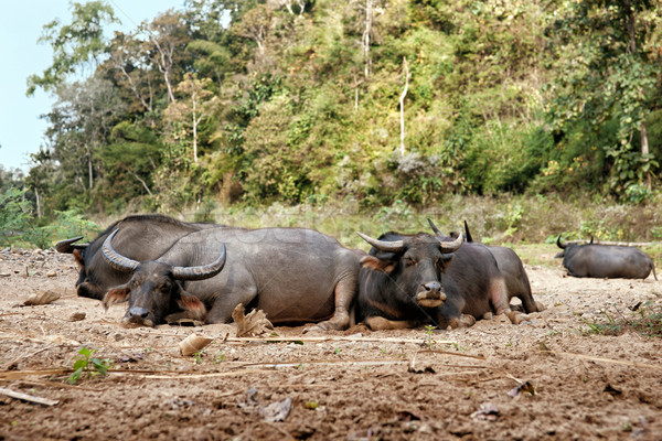 sleeping water buffalo Stock photo © clearviewstock