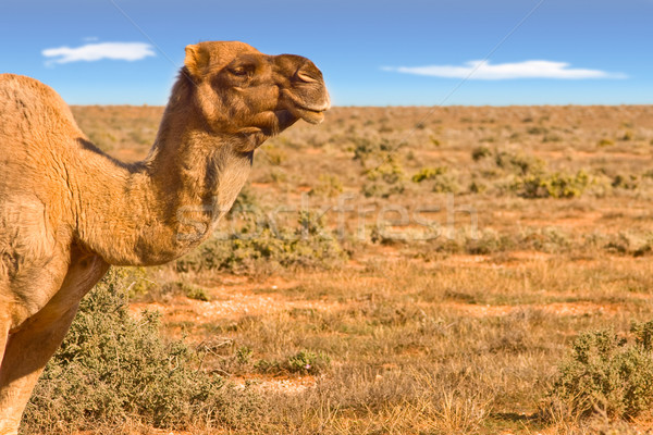 camel looking over desert Stock photo © clearviewstock