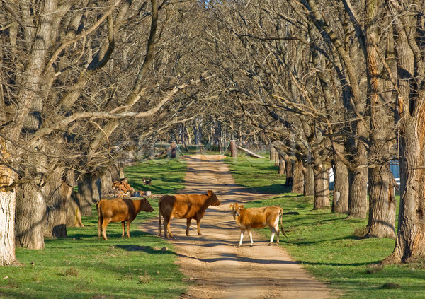 Koeien weg stand mooie boom Stockfoto © clearviewstock