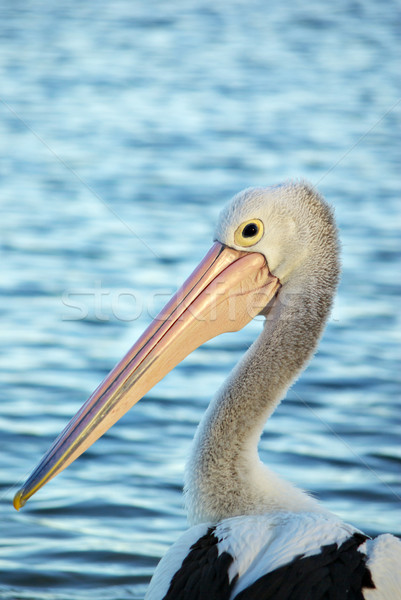 pelican Stock photo © clearviewstock