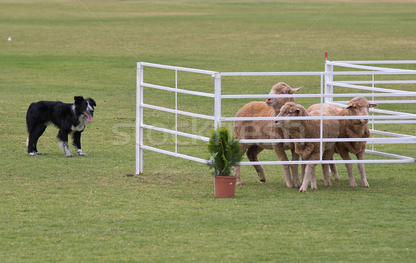 working dog Stock photo © clearviewstock