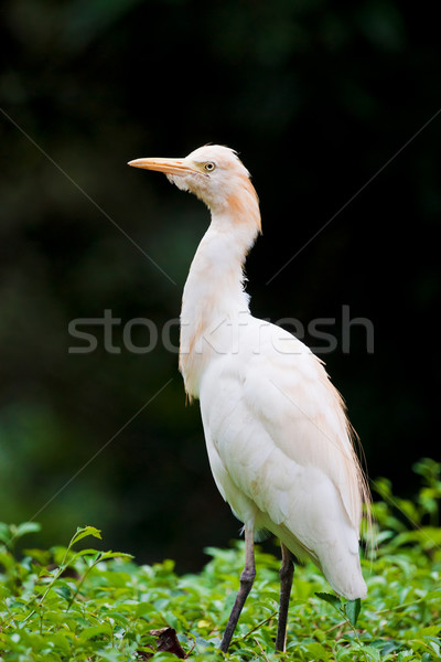 Rinder Vogel Busch weiß top Stock foto © clearviewstock
