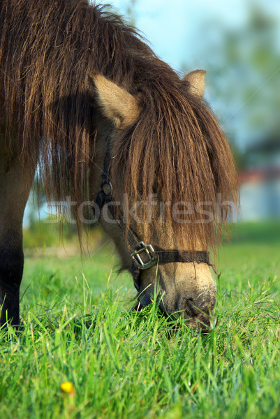 Stock photo: horse eating grass