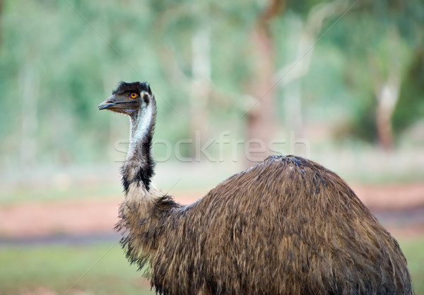 old emu Stock photo © clearviewstock