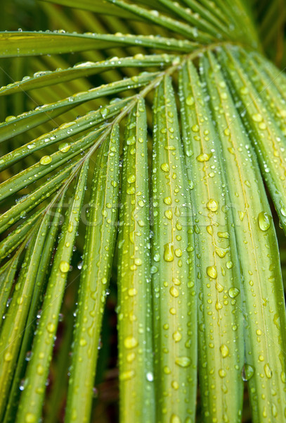 green palm leaf with water drops Stock photo © clearviewstock