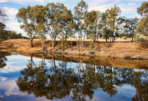 river gum trees reflecting in river Stock photo © clearviewstock