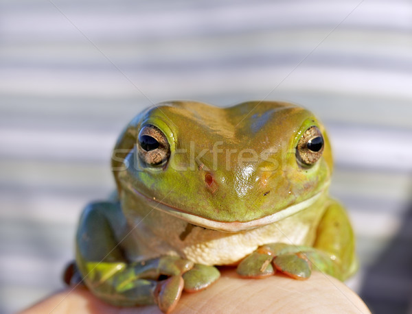 Stock photo: Green tree frog
