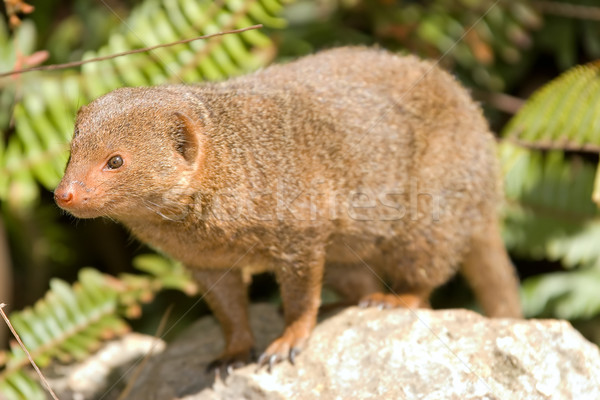 Anão bom pequeno rocha assistindo ver Foto stock © clearviewstock