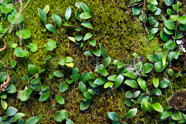 moss and creeper Stock photo © clearviewstock