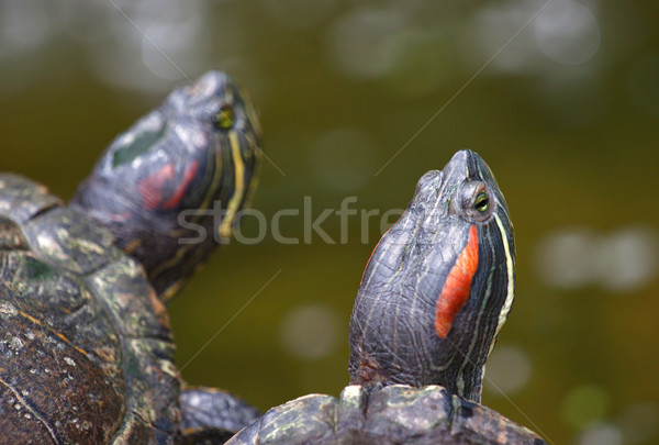 tortoises on waters edge Stock photo © clearviewstock