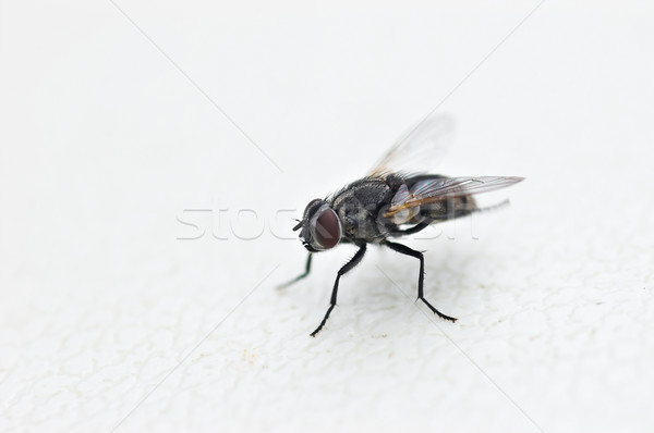 Vliegen witte huis geïsoleerd gezondheid keuken Stockfoto © clearviewstock