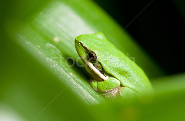 dwarf green tree frog in plant Stock photo © clearviewstock