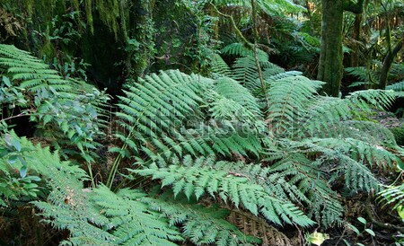 雨林 美 自然 世界 遺産 熱帯雨林 ストックフォト © clearviewstock