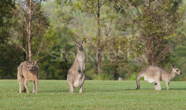 Imagine de stoc: De · est · gri · australian · iarbă · animal · cangur