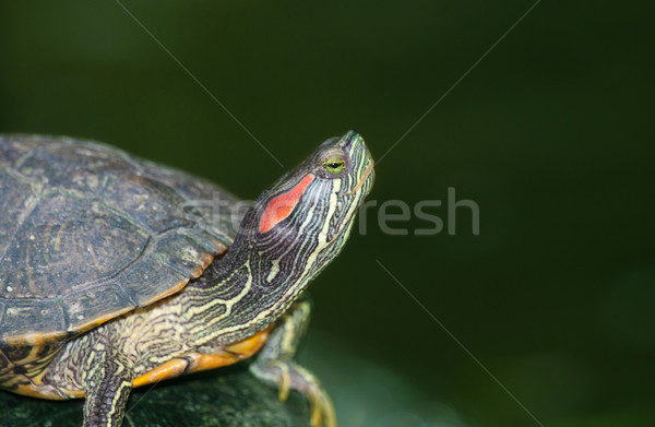 tortoises on waters edge Stock photo © clearviewstock