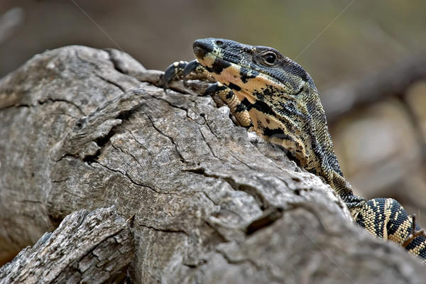 peering over the log Stock photo © clearviewstock