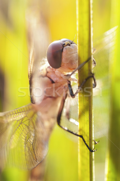 dragonfly in the sun Stock photo © clearviewstock