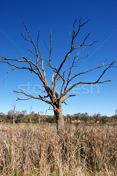 Vecchio albero albero morto asciugare estate morte Foto d'archivio © clearviewstock