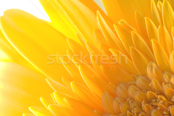 Ragdoll Sunflower background Stock photo © cmcderm1