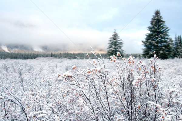 Snow and Winter Landscape Stock photo © cmcderm1