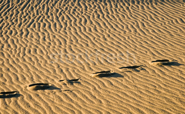 Sand Footprints Stock photo © cmcderm1